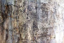 termite tracks on wood